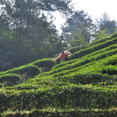 Boot Thee - China Jasmin Organic