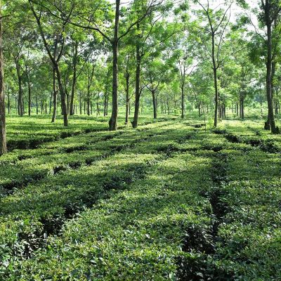 Boot Thee - Earl Grey Organic