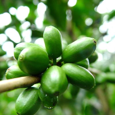 Rijk aan Avontuur - Boot gevorderdenpakket - 3-delig 250 gram Espresso