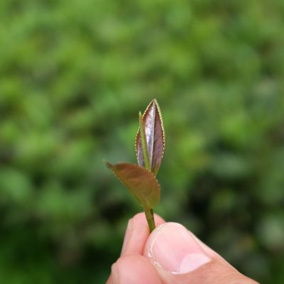 Boot Thee - Nana Munt Organic