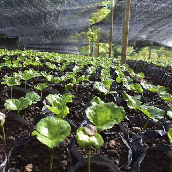 Colombia La Villa de Don Juan Espresso - Limited Edition