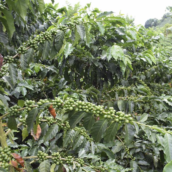 Colombia La Villa de Don Juan Espresso - Limited Edition