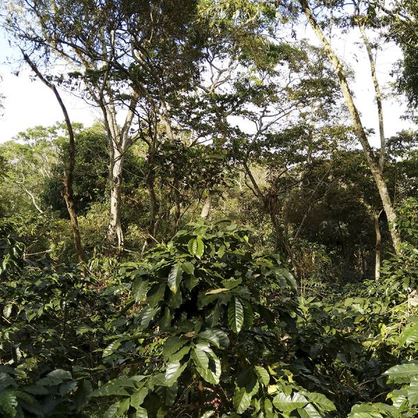 Colombia Kachalu Cafeïnevrij Organic Espresso