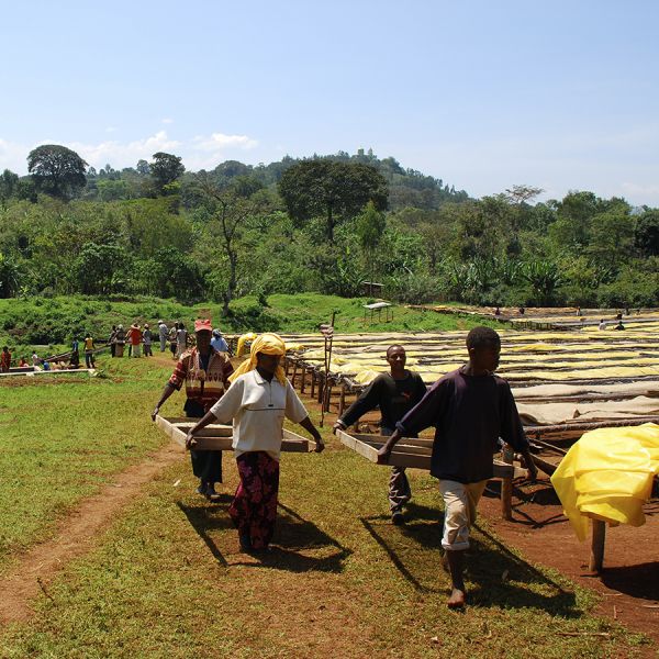 Ethiopië Organic Filter