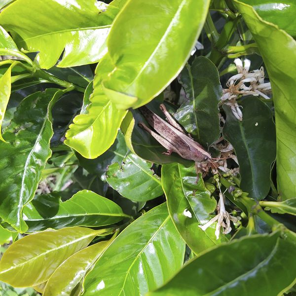 Panama Mi Finquita Natural Espresso - Limited Edition 