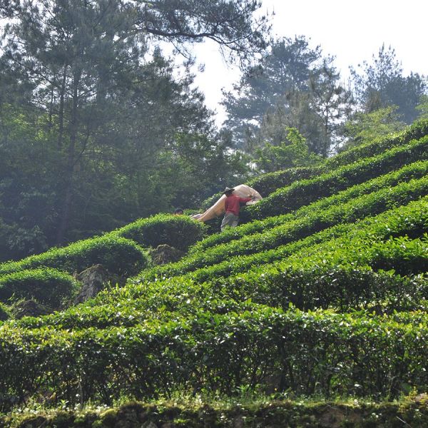 Boot Thee - China Jasmin Organic