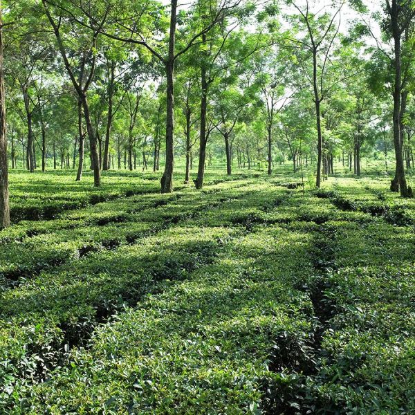 Boot Thee - Earl Grey Organic