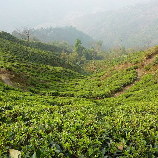 Boot Thee - Gourmet Kruidenthee Organic