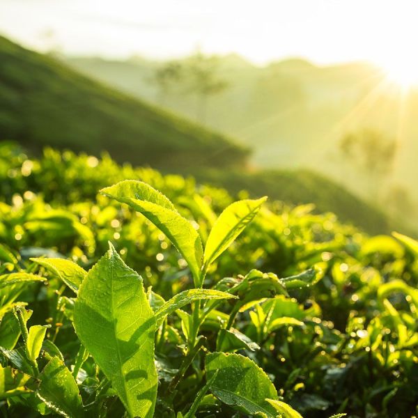 Boot Thee - Assam Ananda Organic NIEUW