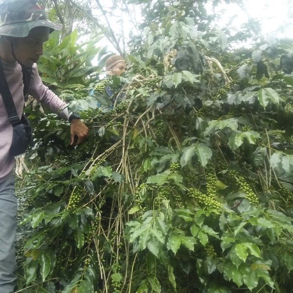 Indonesia Sumatra Organic Filter