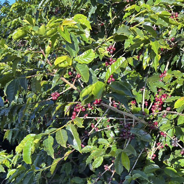 Brazil Santos Espresso