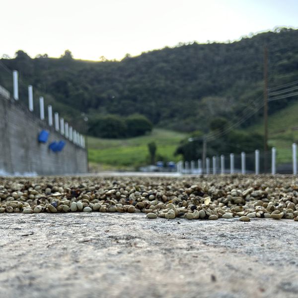 Brazil Santos Espresso