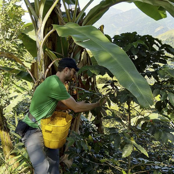 Colombia Kachalu Organic Espresso