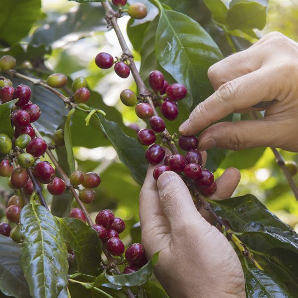 Panama Hartmann Birdsong Espresso