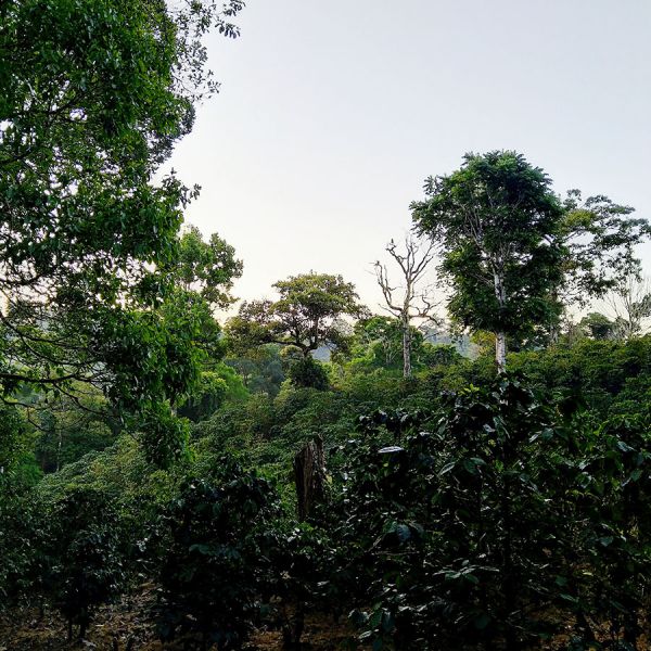 Panama Hartmann Birdsong Espresso